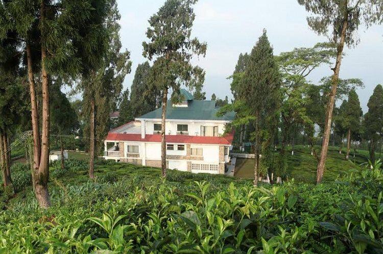 Sourenee Tea Estate, Darjeeling 4